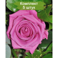 Комплект 5шт  / Роза Аква(чайно-гибридная)
